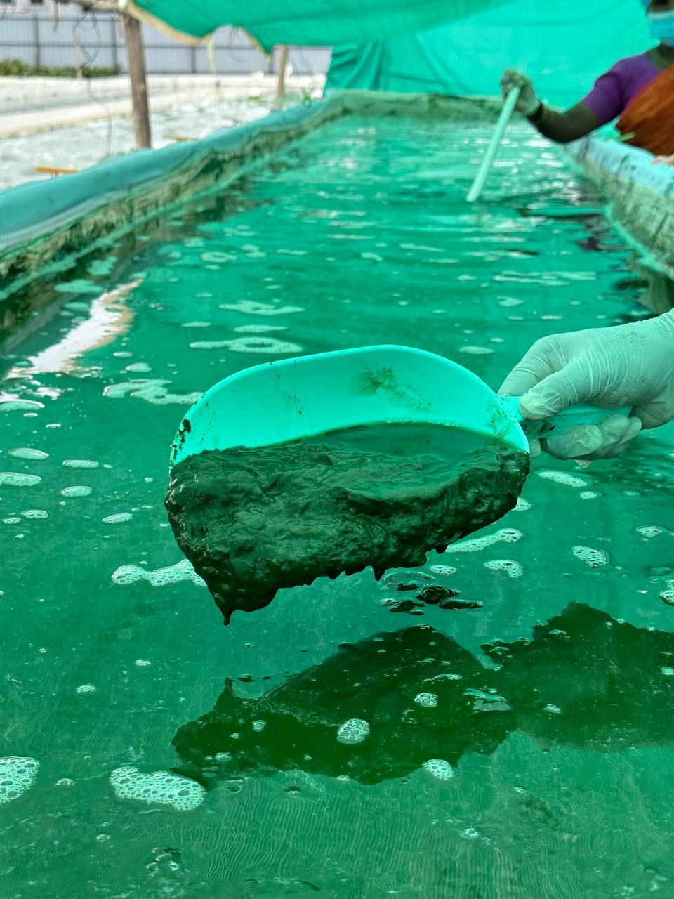Gloved hand lifting a scoop of dense Spirulina from a production pond