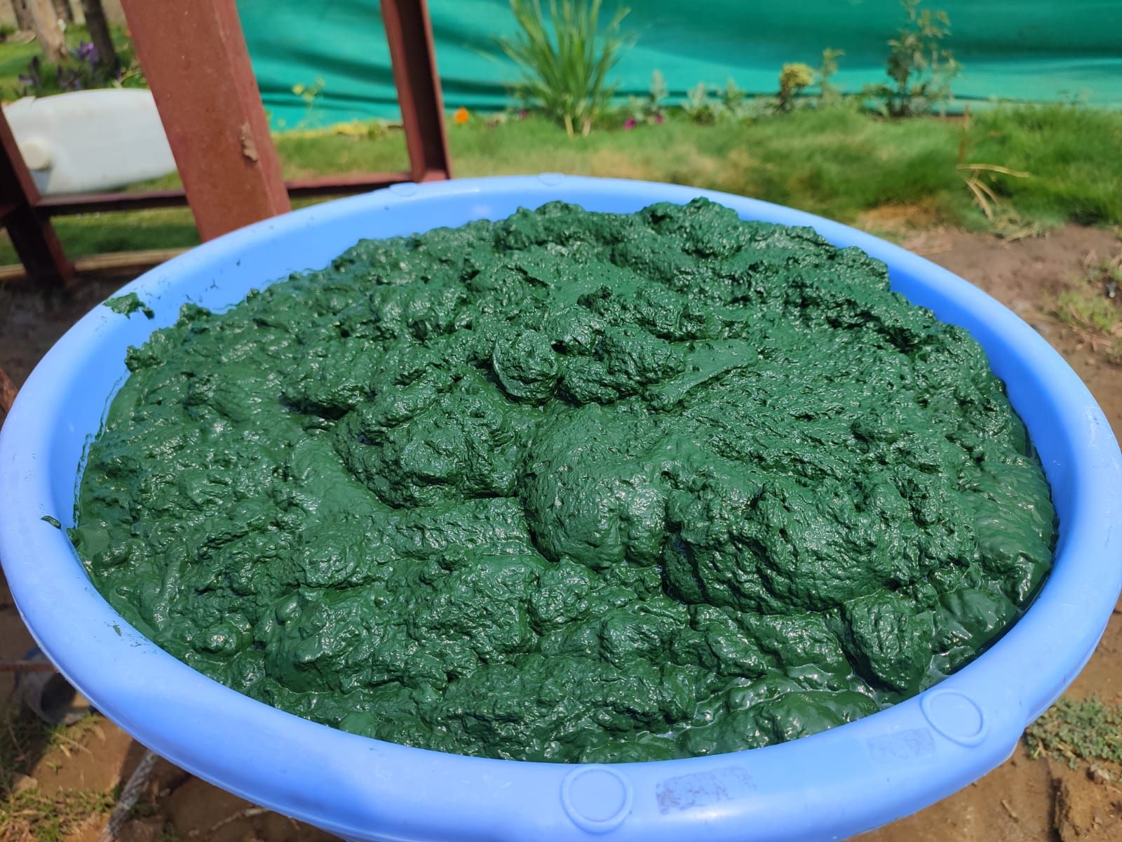 Tub filled with freshly harvested dark green Spirulina biomass