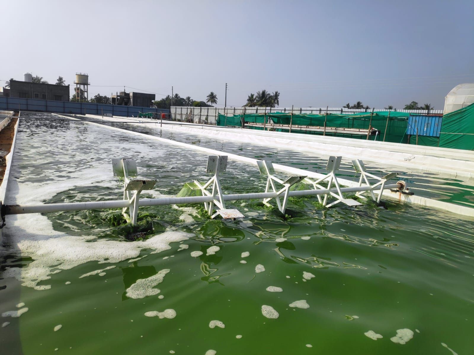 Paddle wheel circulating Spirulina culture in a raceway pond at the Symbicroft Biotech farm